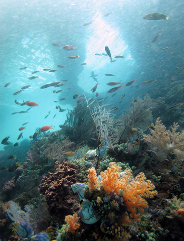 Dive @ Raja Ampat, Indonesia