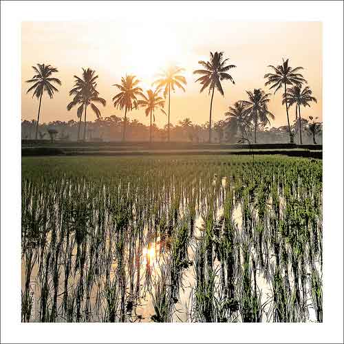 Paddy rice fields @ Ubud, Bali