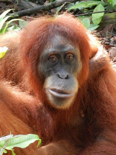 Sumatran Orangutan Map