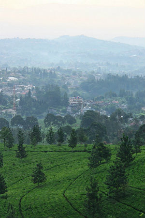 Tea plantations, Green View, Puncak, Jakarta, Indonesia