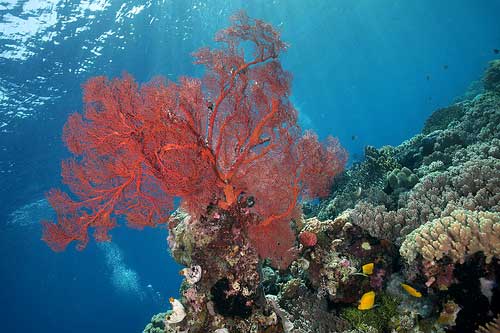 Coral Fan, Diving, Wakatobi, Sulawesi Indonesia