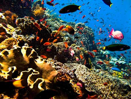 korallrev och fiskar vid dykning Bunaken, Sulawesi, Indonesien