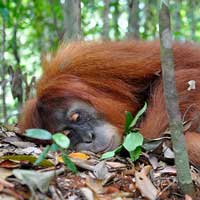 Sumatran Orangutan Trekking at Bukit Lawang