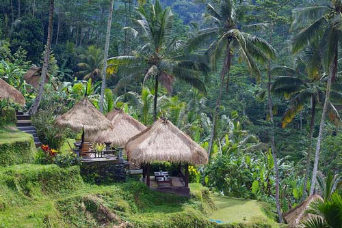 Trek rice terraces, Bali Honeymoon, Indonesia